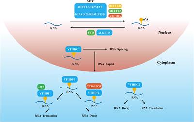 The Complex Roles and Therapeutic Implications of m6A Modifications in Breast Cancer